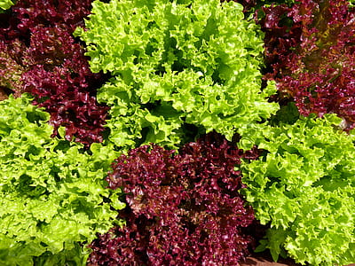 aerial view photography of green and maroon leafed plants thumbnail