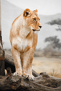 shallow focus photo of lioness on tree branch during daytime thumbnail