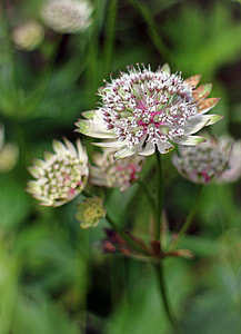 Great Masterwort, Astrantia Major thumbnail