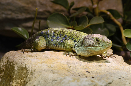 Lizard, Timon Lepidus thumbnail