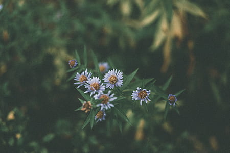 white petaled flowers thumbnail