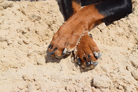 short-coateds black and tan dog paws thumbnail