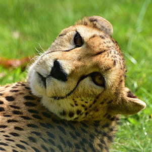 cheetah lying on green grass during daytime thumbnail