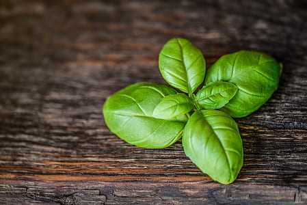 green plant leaf on wooden surface thumbnail