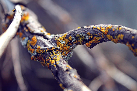 macro photography of yellow and orange moss on tree thumbnail