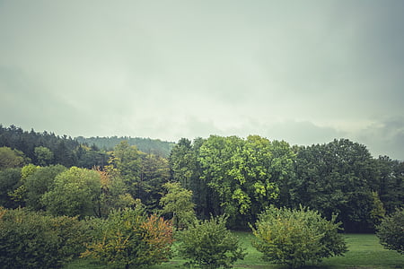green leafed trees under white clouds thumbnail