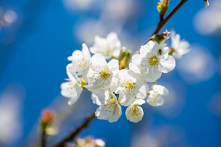 selective focus photography of white flower in bloom thumbnail