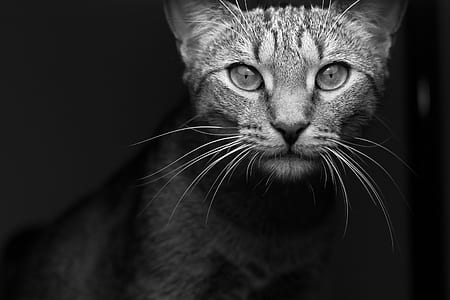 grayscale photo of cat thumbnail