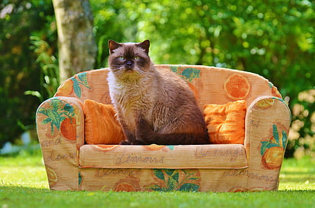Himalayan Cat Sitting on Orange Sofa Chair during Daytime thumbnail