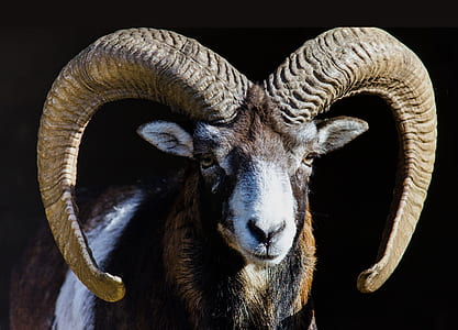 black and white ram thumbnail