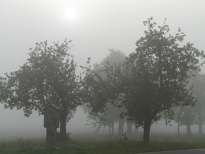 tree covered with fog thumbnail