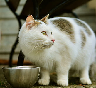 selective focus photography of white cat thumbnail