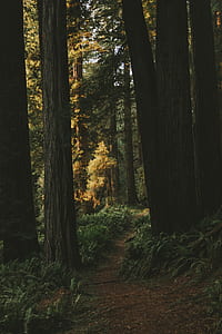 pathway between trees thumbnail