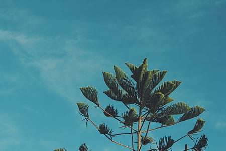 green leafed tree thumbnail
