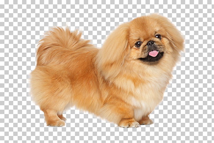 Pekingese Puppy Russkiy Toy Little Lion Dog Dog Breed Long Hair