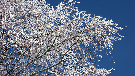 Birch Branches, New Zealand thumbnail
