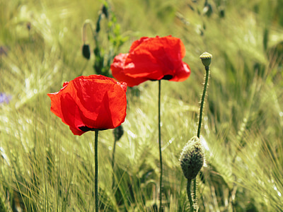 red poppy flowers selective focus photography thumbnail