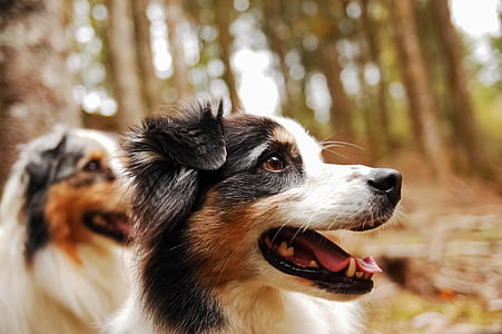 portrait of brown and white dog thumbnail
