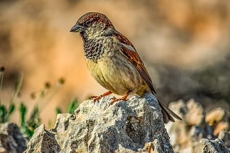 selective focus photography of brown sparrow perching on rock thumbnail