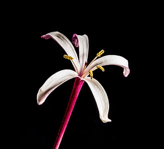 pink and white trumpet petaled flower thumbnail