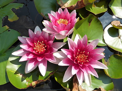pink petaled flower closeup photography thumbnail