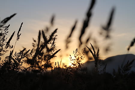 silhouette of grasses at dusk thumbnail