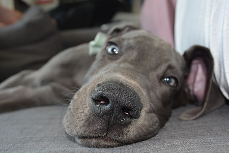 lying adult blue weimaraner on floor thumbnail