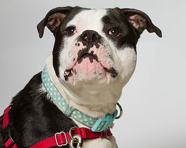 white and black American bulldog thumbnail