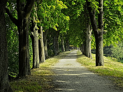 photo of green leafed trees during daytime thumbnail