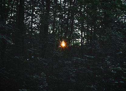 photo of forest with sunlight passing through trees thumbnail
