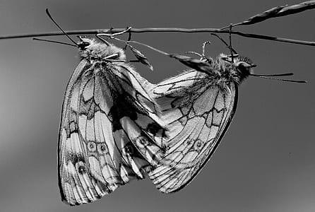 grayscale photography of two butterflies thumbnail