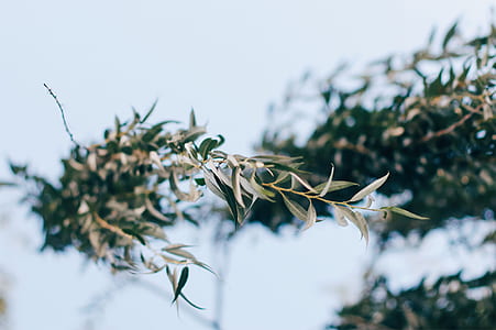 green plant on white snow close-up photography thumbnail