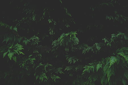 green leaf plant thumbnail