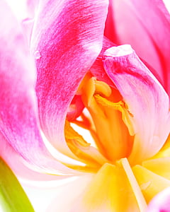 closeup photo of pink and yellow petaled flower thumbnail