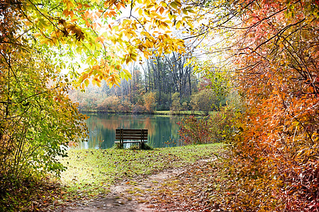 brown wooden bench near body of water and trees during daytime thumbnail