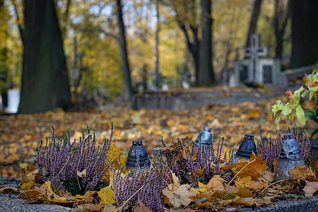 shallow focus photography of dried leaves thumbnail