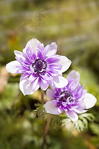 close-up photo of purple-and-white anemone flowers thumbnail