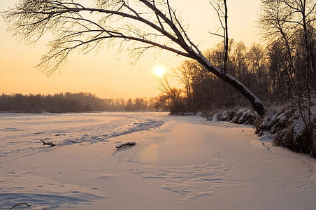 photo of leafless tree near body of water during golden hour thumbnail