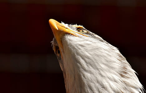 bald eagle in macro lens photography thumbnail