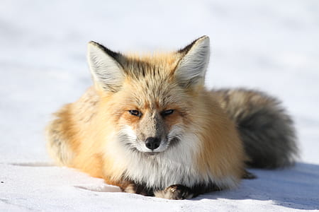 fox sitting on snow thumbnail