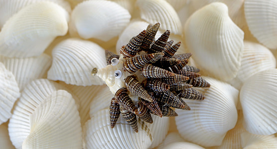 selective focus photography of seashell decor thumbnail