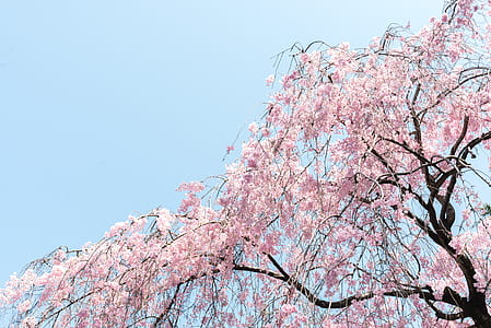 cherry blossom tree thumbnail