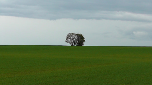 leafless tree at middle of green grass field thumbnail