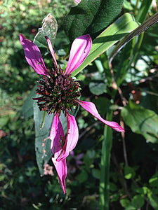 Black-Eyed Susans, Dried Flowers thumbnail