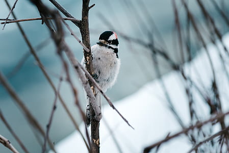 gray bird perching on tree branch thumbnail