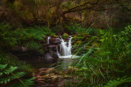 waterfall surrounded by green leafed plants thumbnail