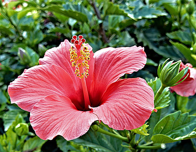 closeup photo of pink hibiscus flower at daytime thumbnail