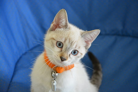 short-haired white kitten near blue cloth thumbnail
