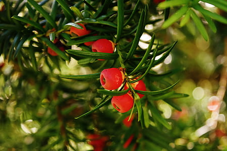 red fruits at daytime thumbnail