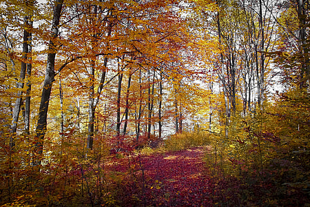 autumn tree thumbnail